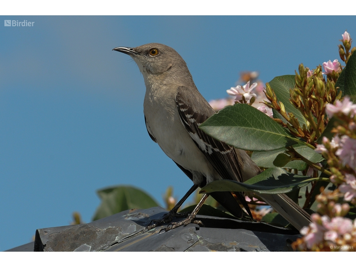 Mimus polyglottos