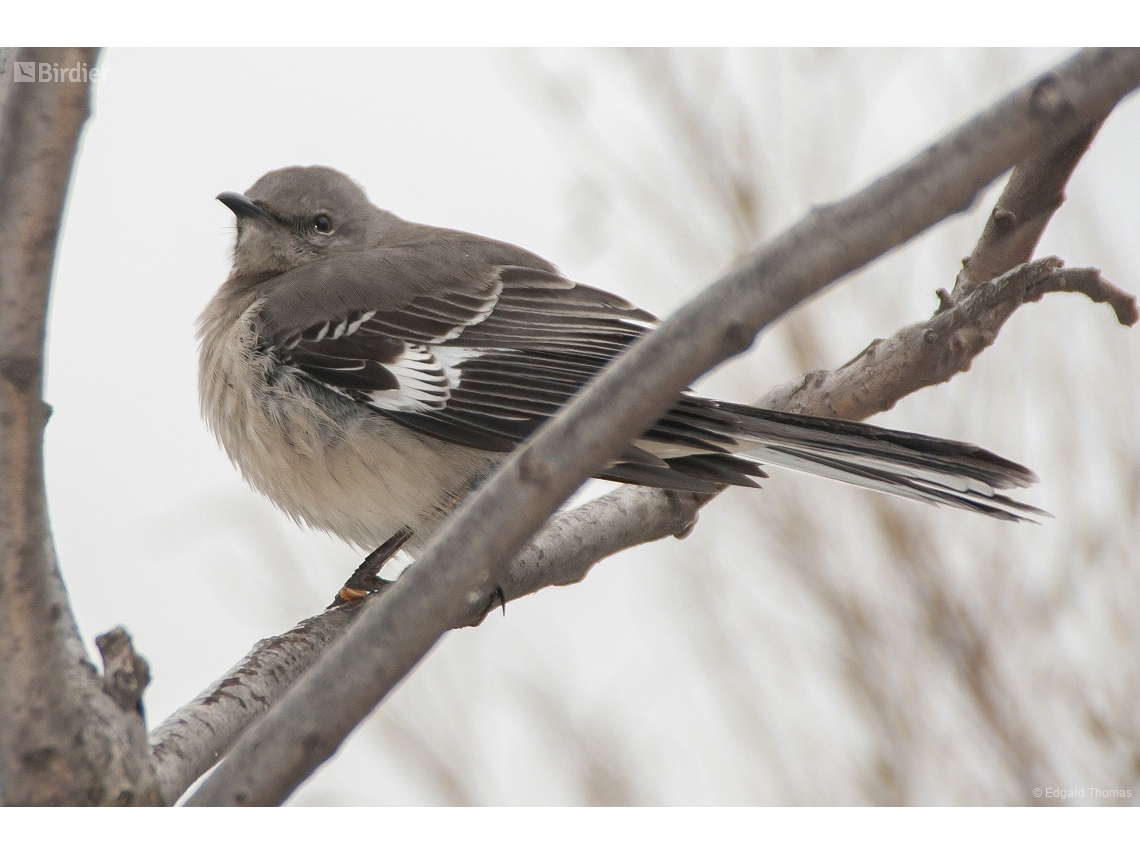 Mimus polyglottos