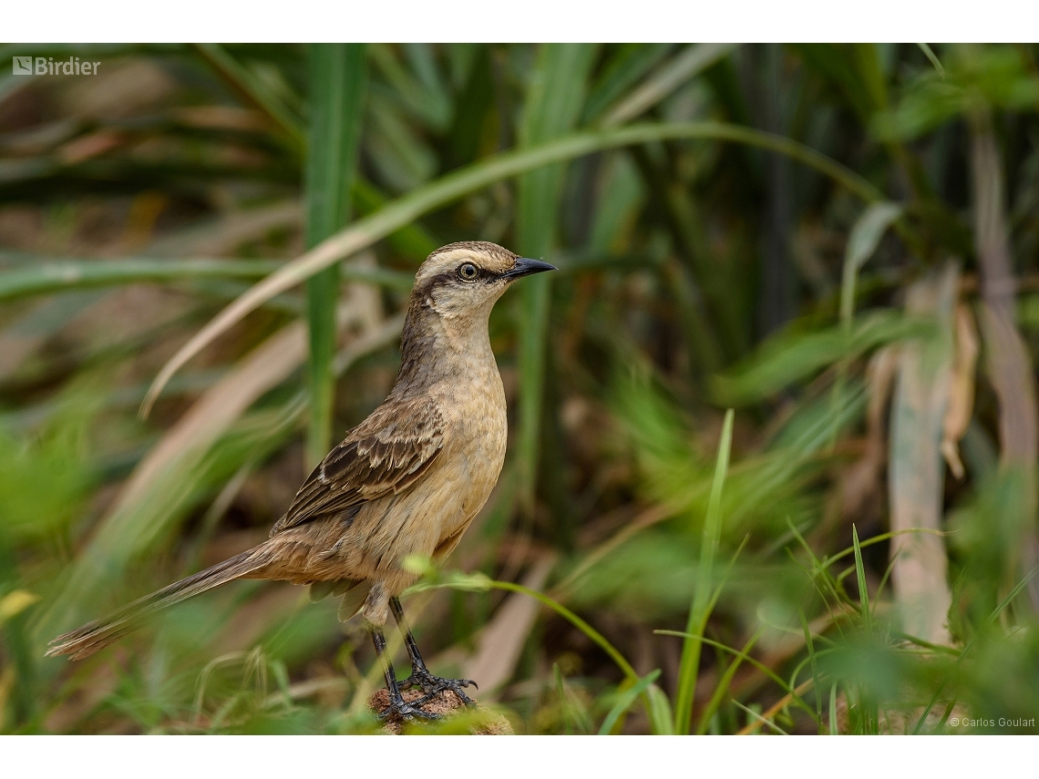 Mimus saturninus