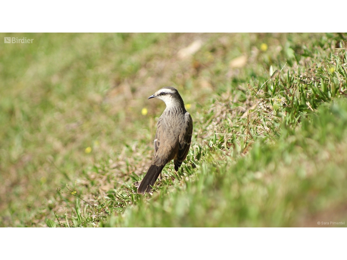 Mimus saturninus
