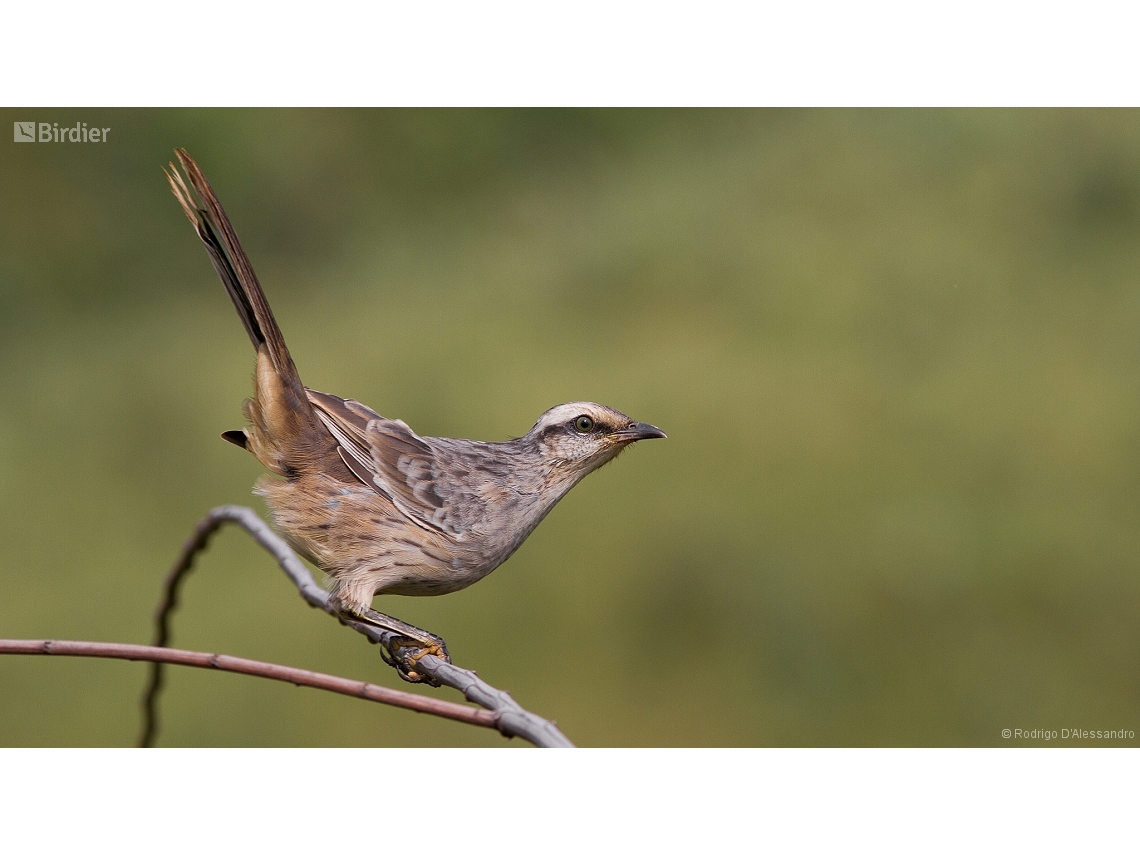 Mimus saturninus