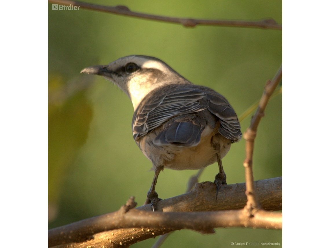 Mimus saturninus