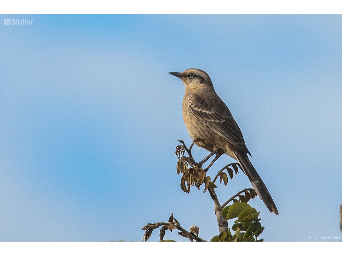 Mimus saturninus