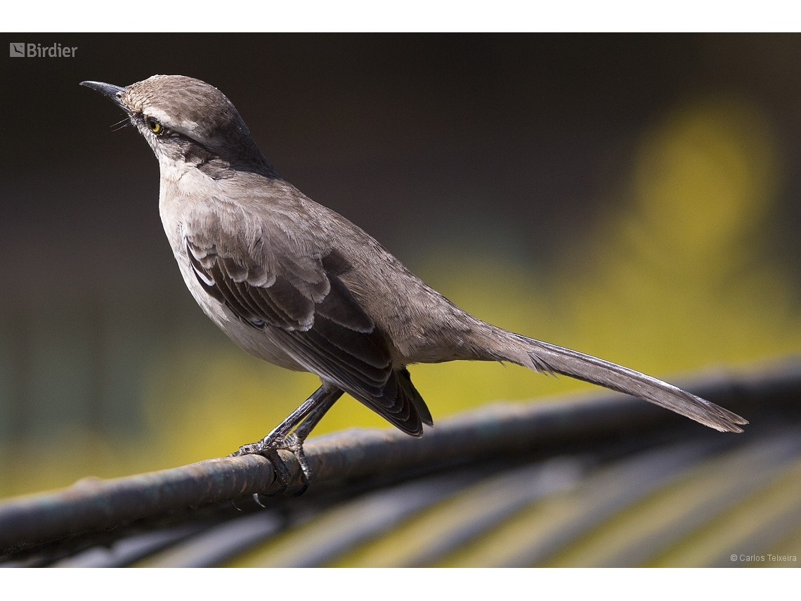 Mimus saturninus