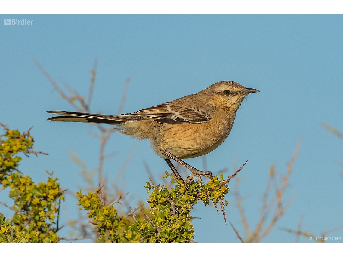 Mimus saturninus