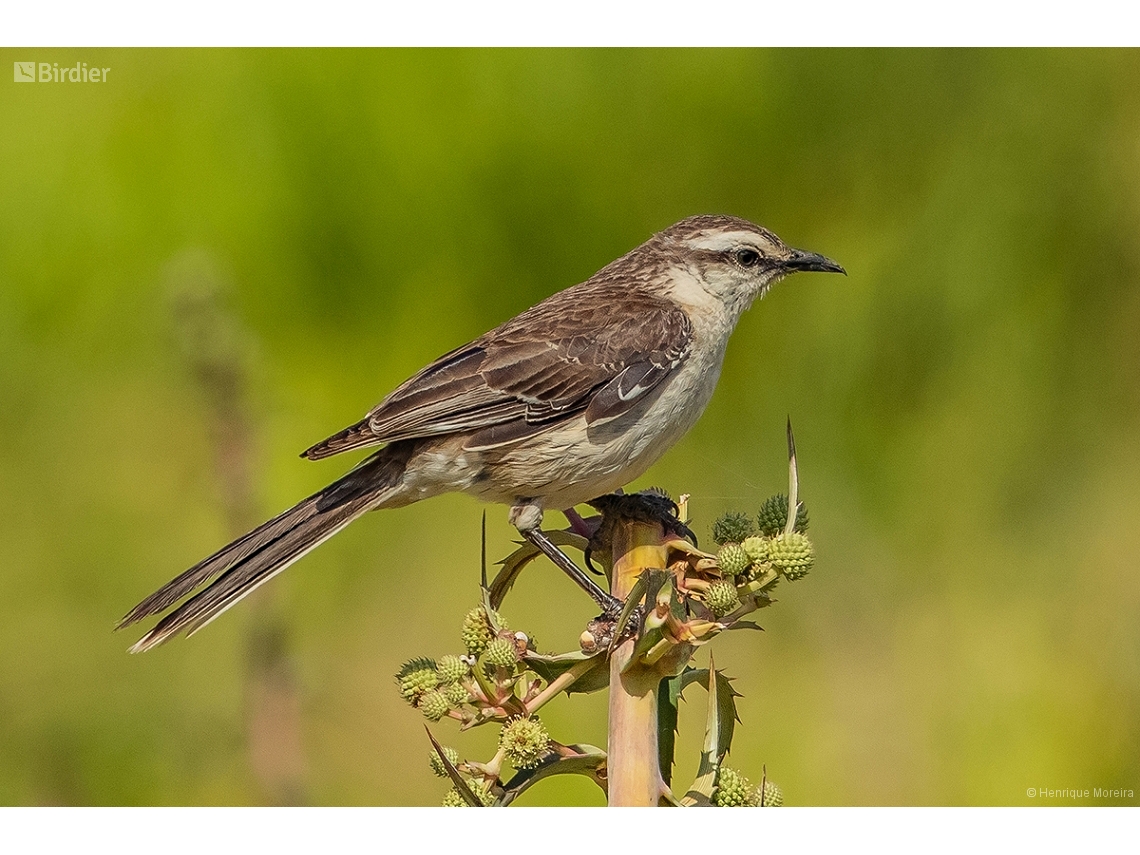 Mimus saturninus