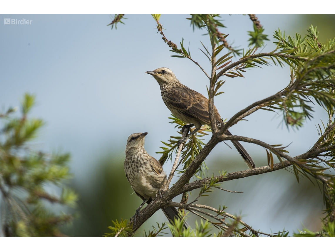 Mimus saturninus