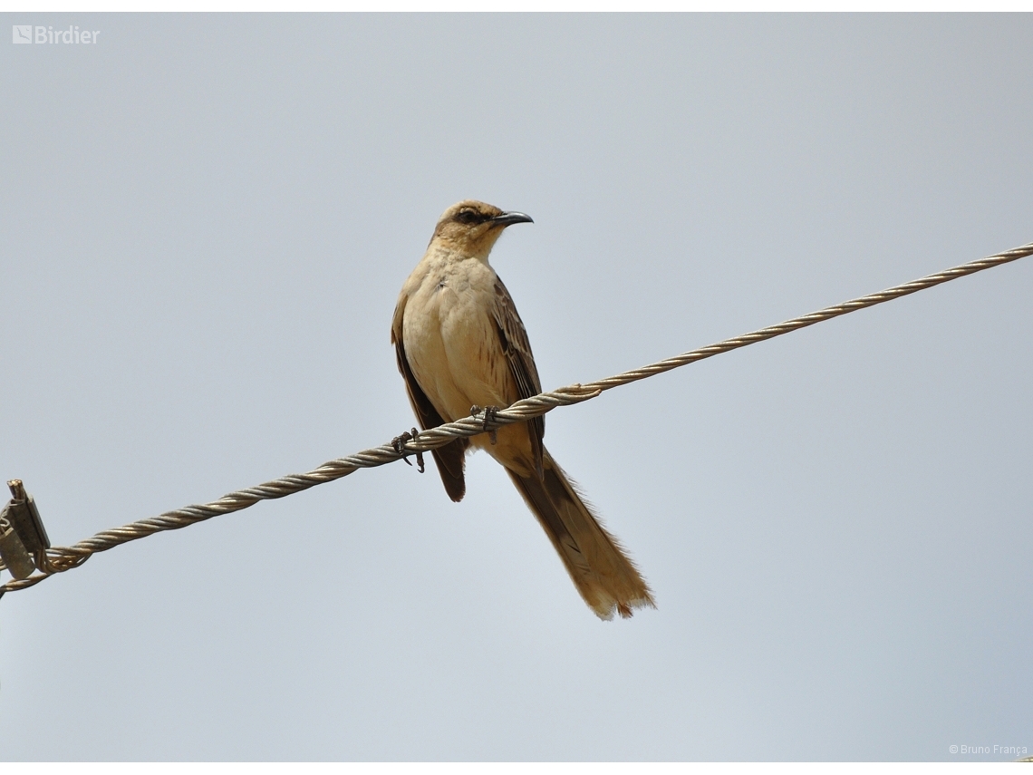 Mimus saturninus