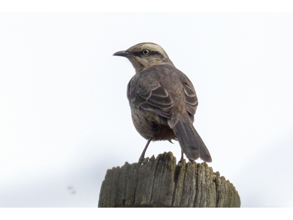 Mimus saturninus