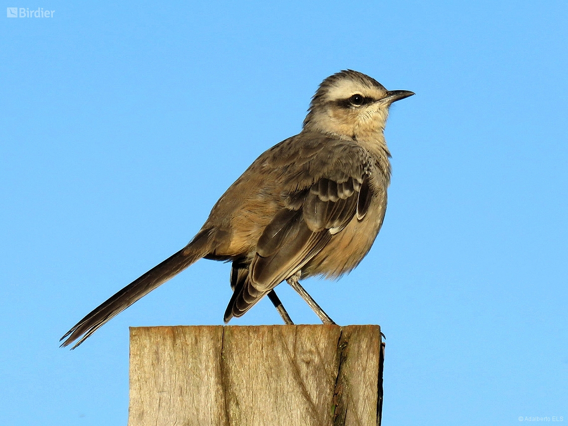 Mimus saturninus