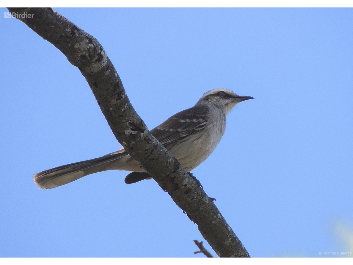 Mimus saturninus