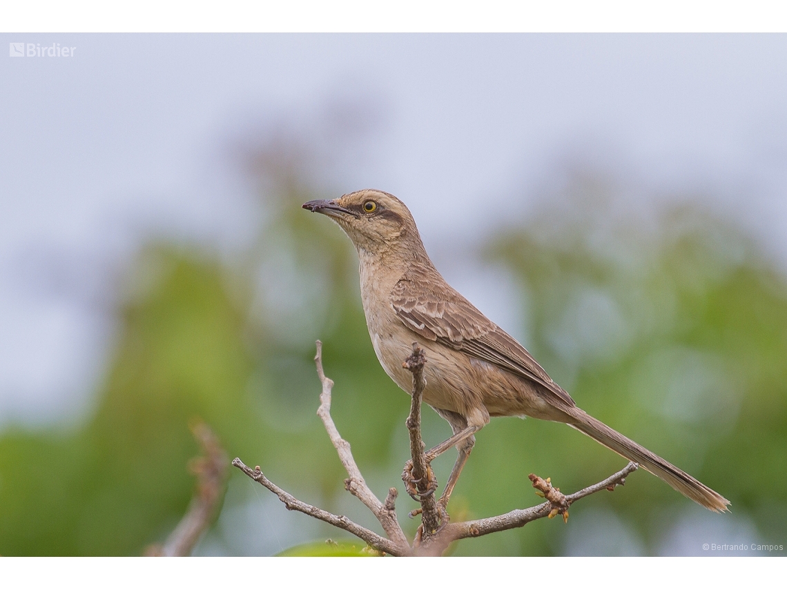 Mimus saturninus