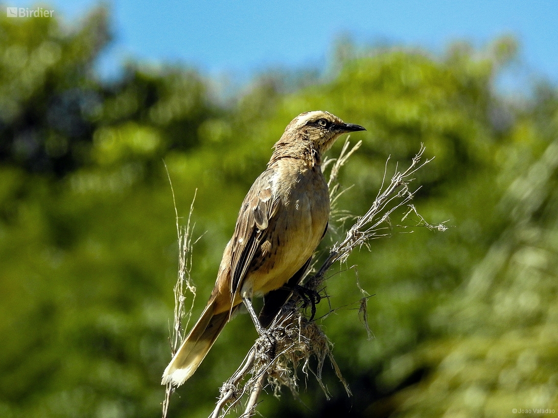 Mimus saturninus