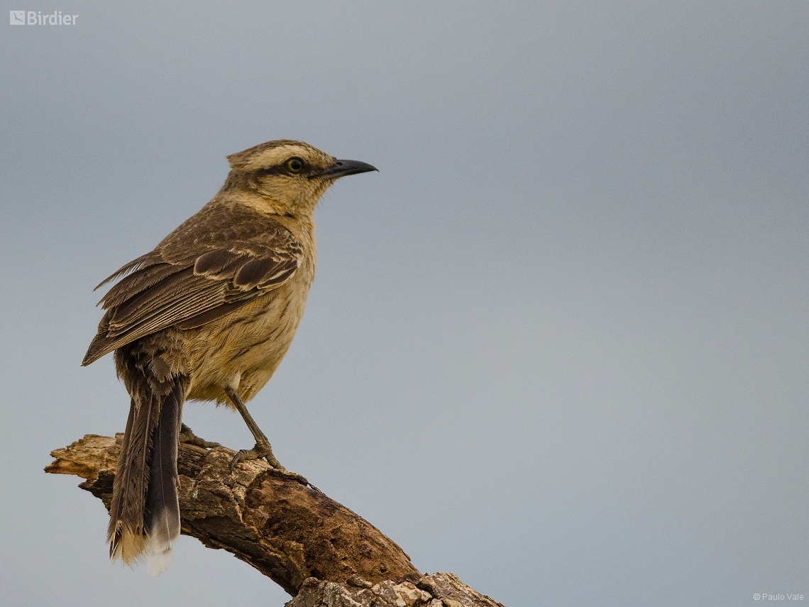 Mimus saturninus