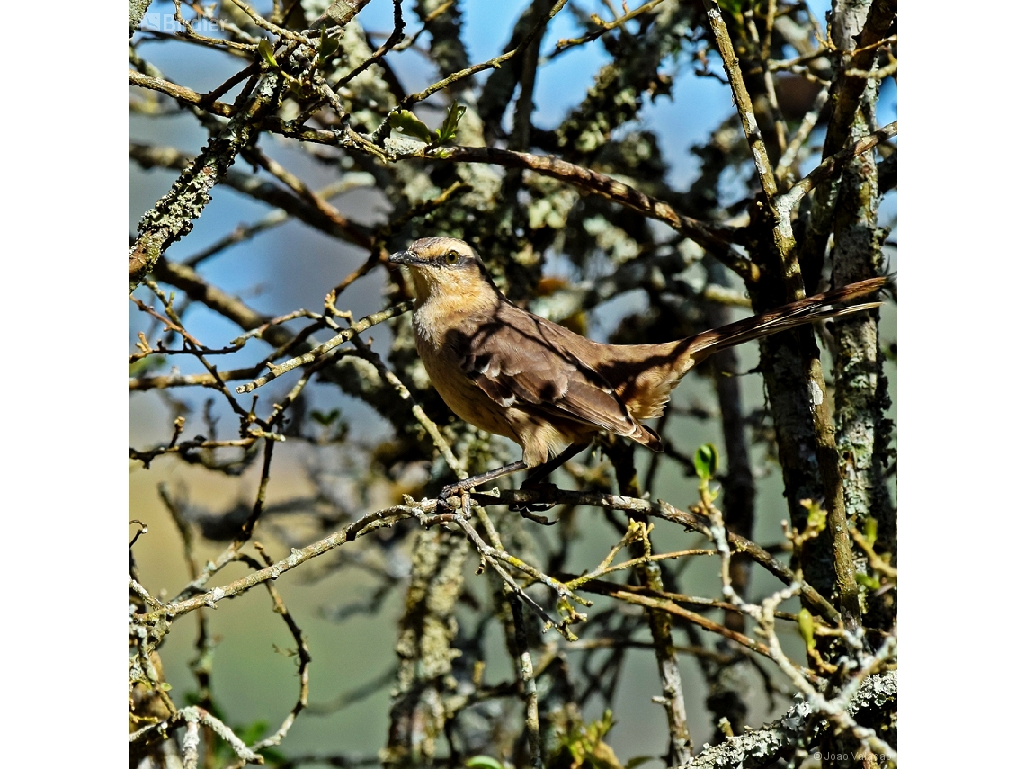 Mimus saturninus