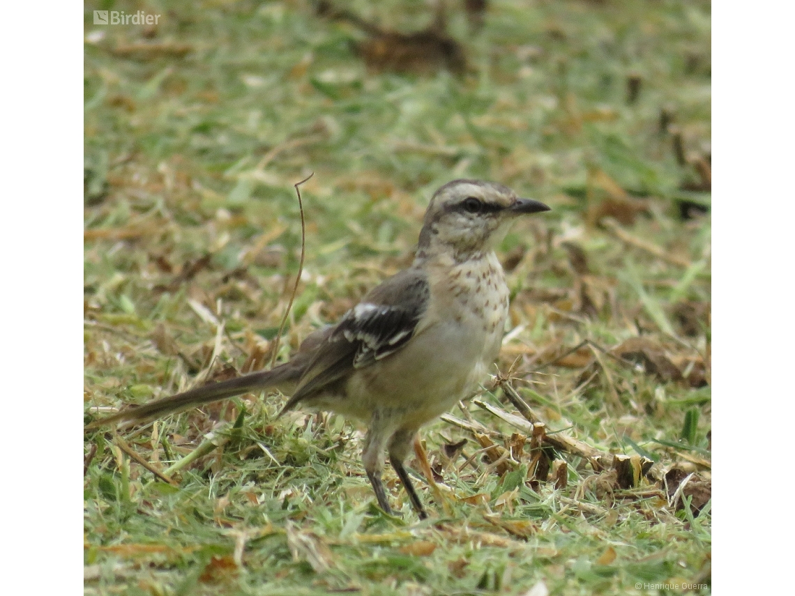 Mimus saturninus