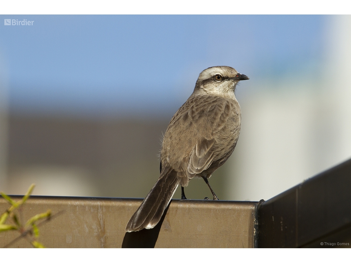 Mimus saturninus