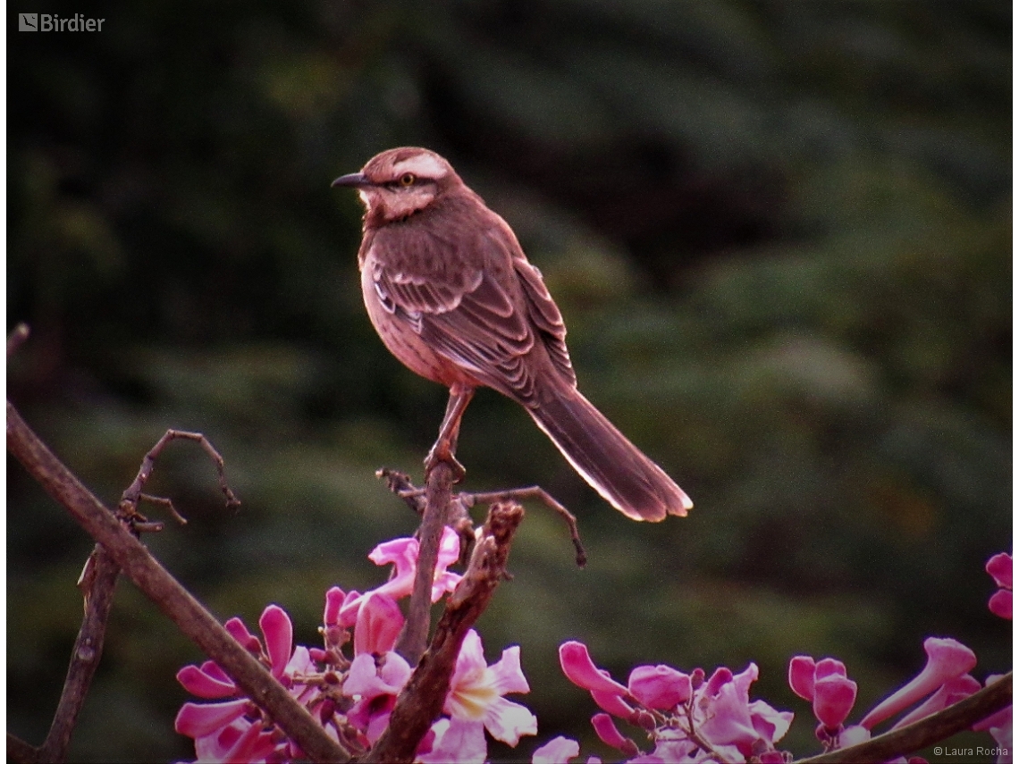Mimus saturninus