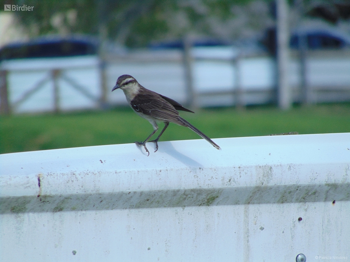 Mimus saturninus