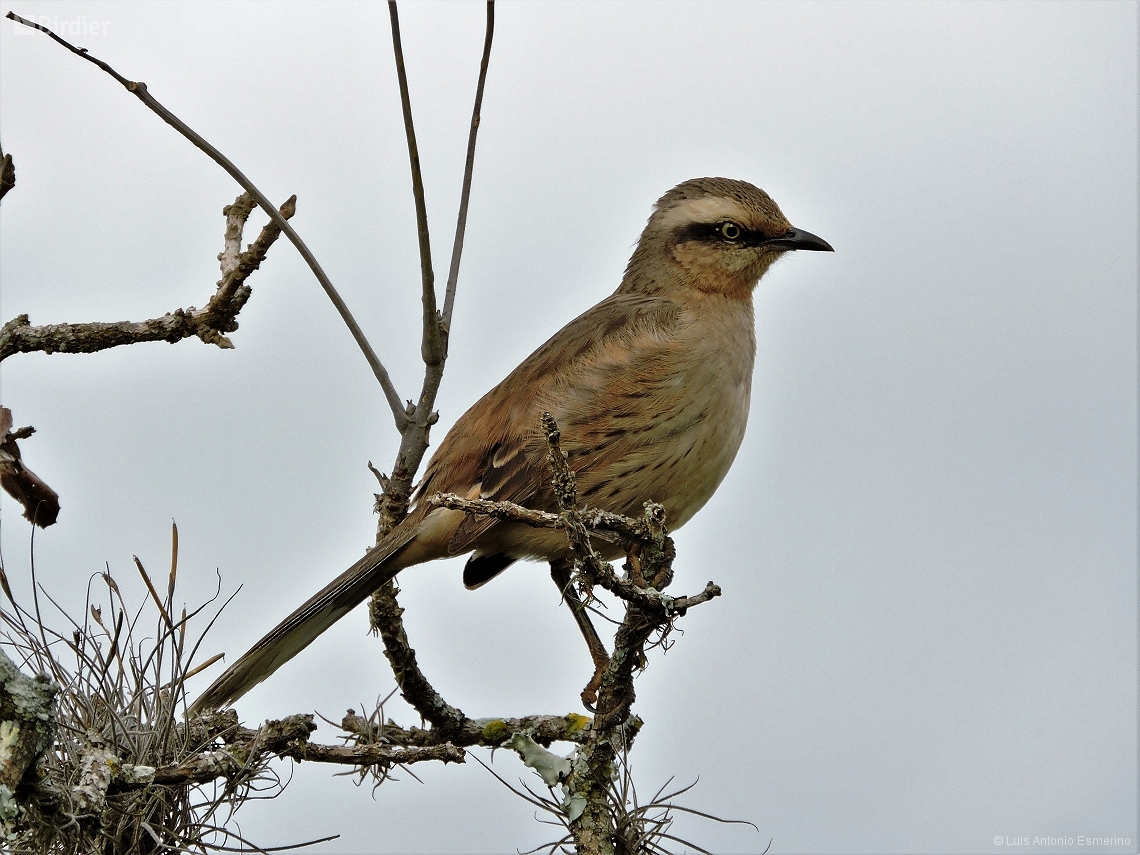 Mimus saturninus