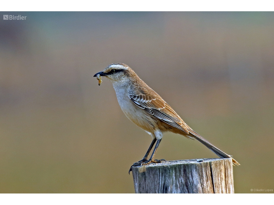 Mimus saturninus