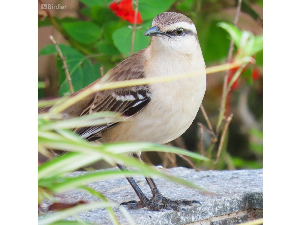 Mimus saturninus