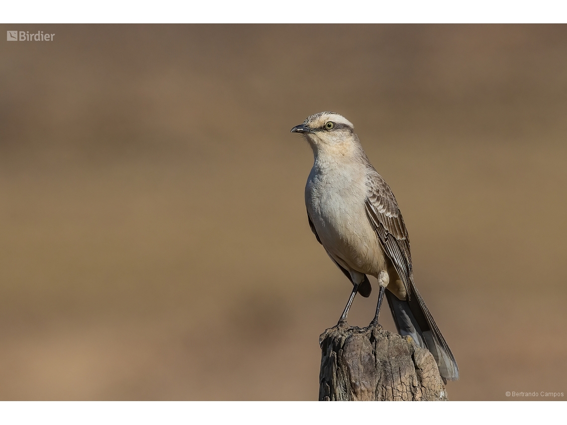 Mimus saturninus