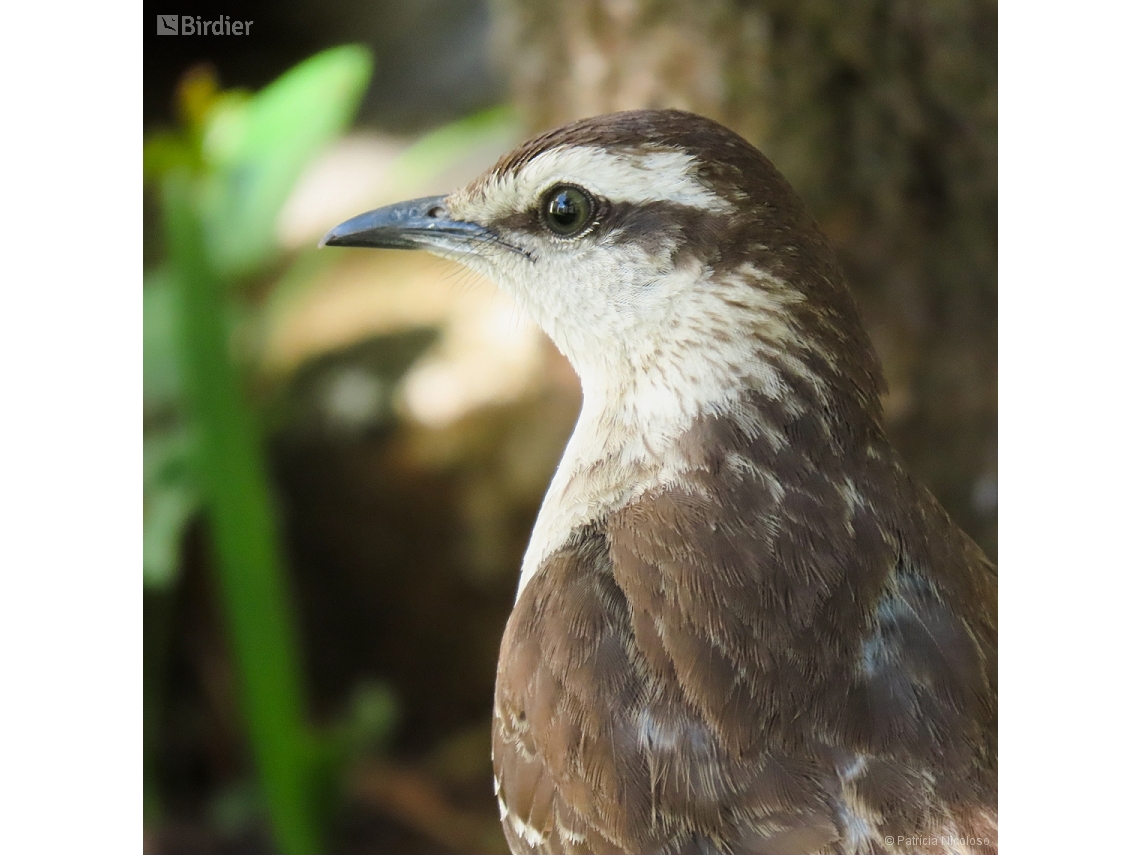 Mimus saturninus