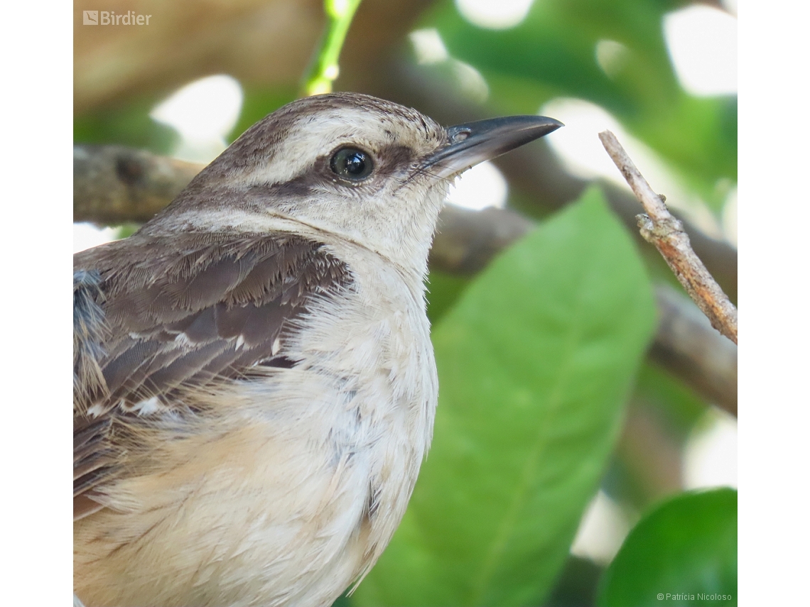 Mimus saturninus