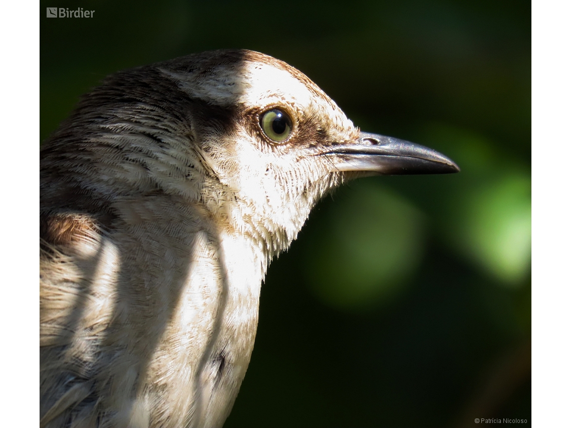 Mimus saturninus