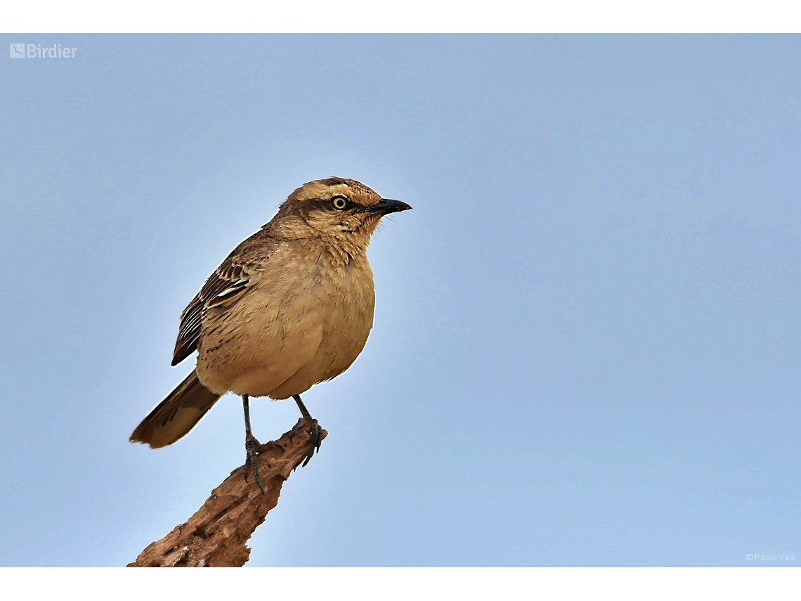 Mimus saturninus