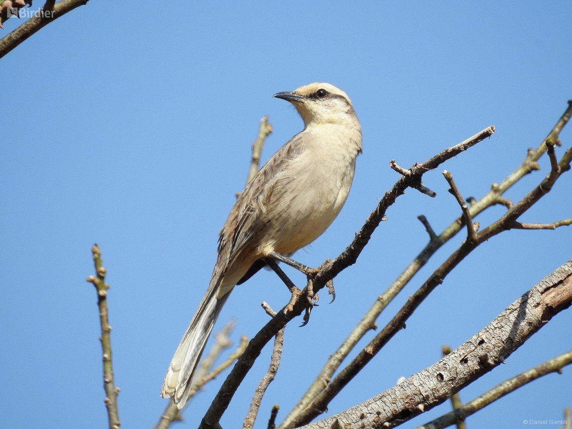 Mimus saturninus