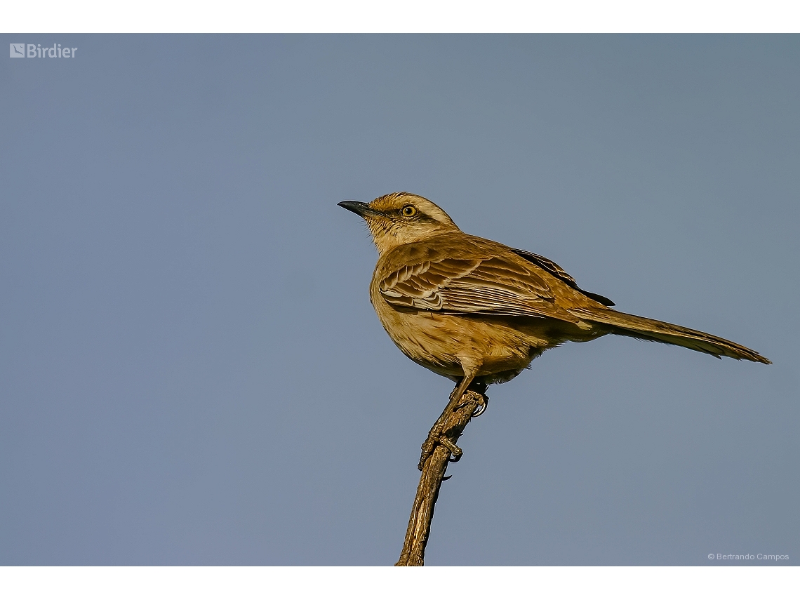 Mimus saturninus