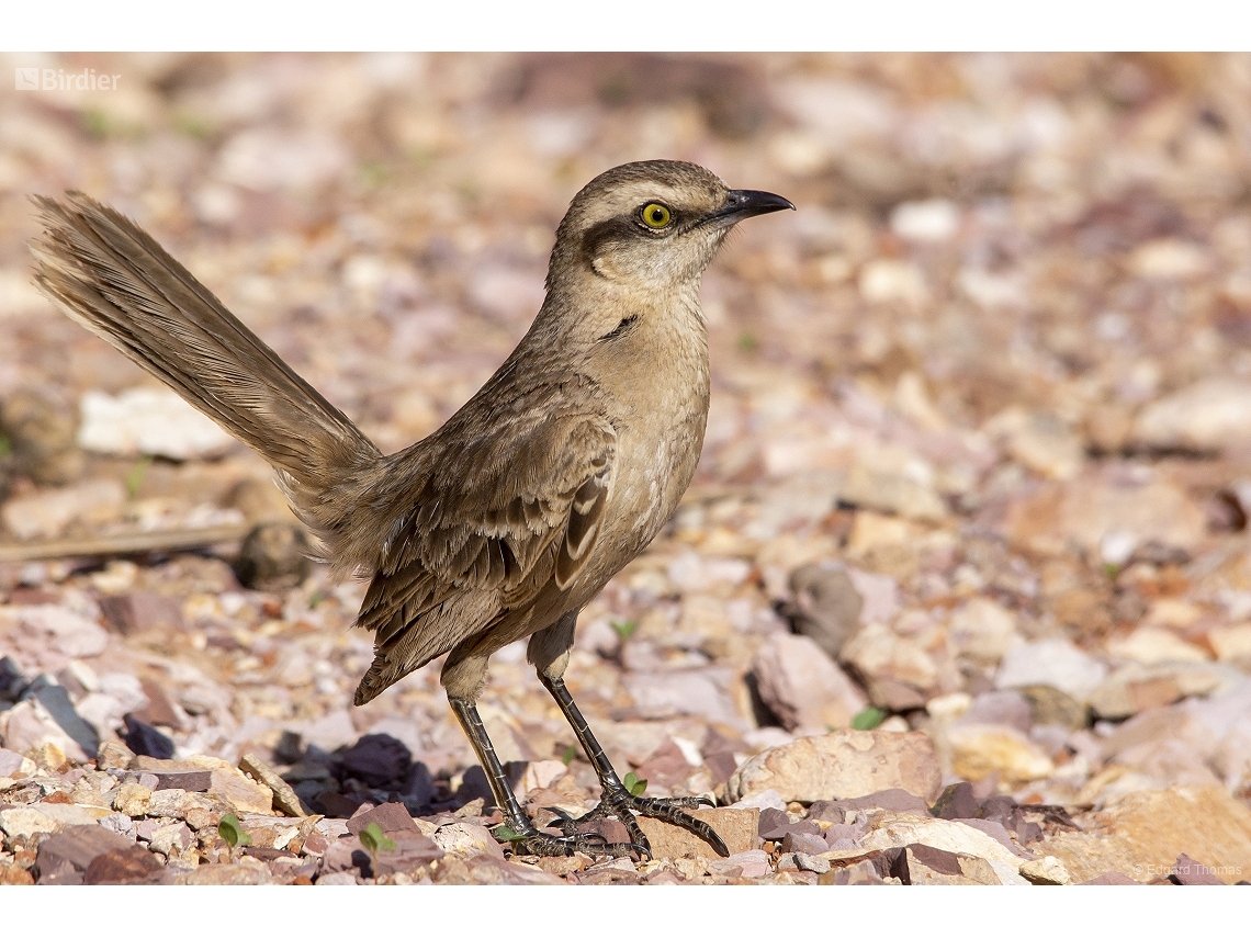 Mimus saturninus