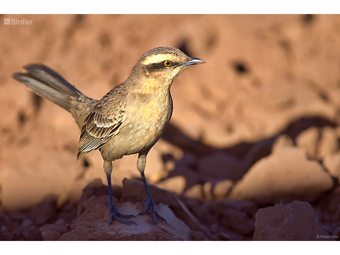 Mimus saturninus