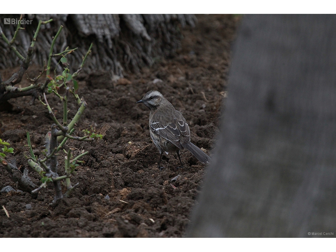 Mimus thenca