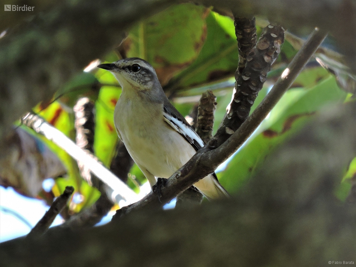 Mimus triurus