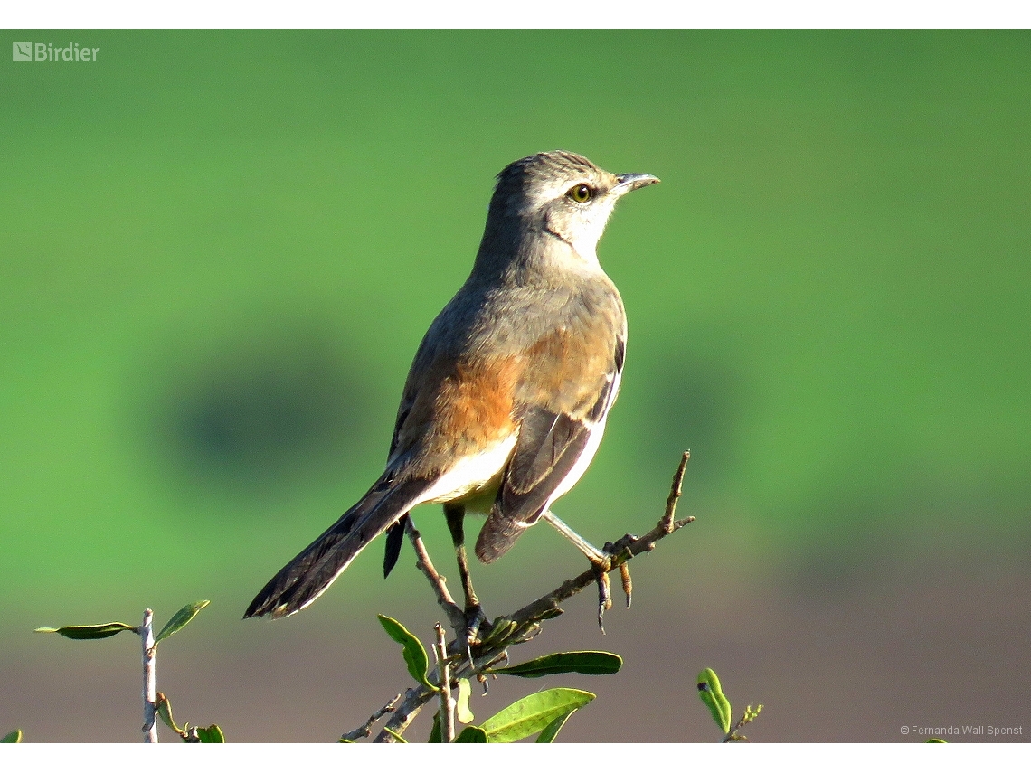 Mimus triurus