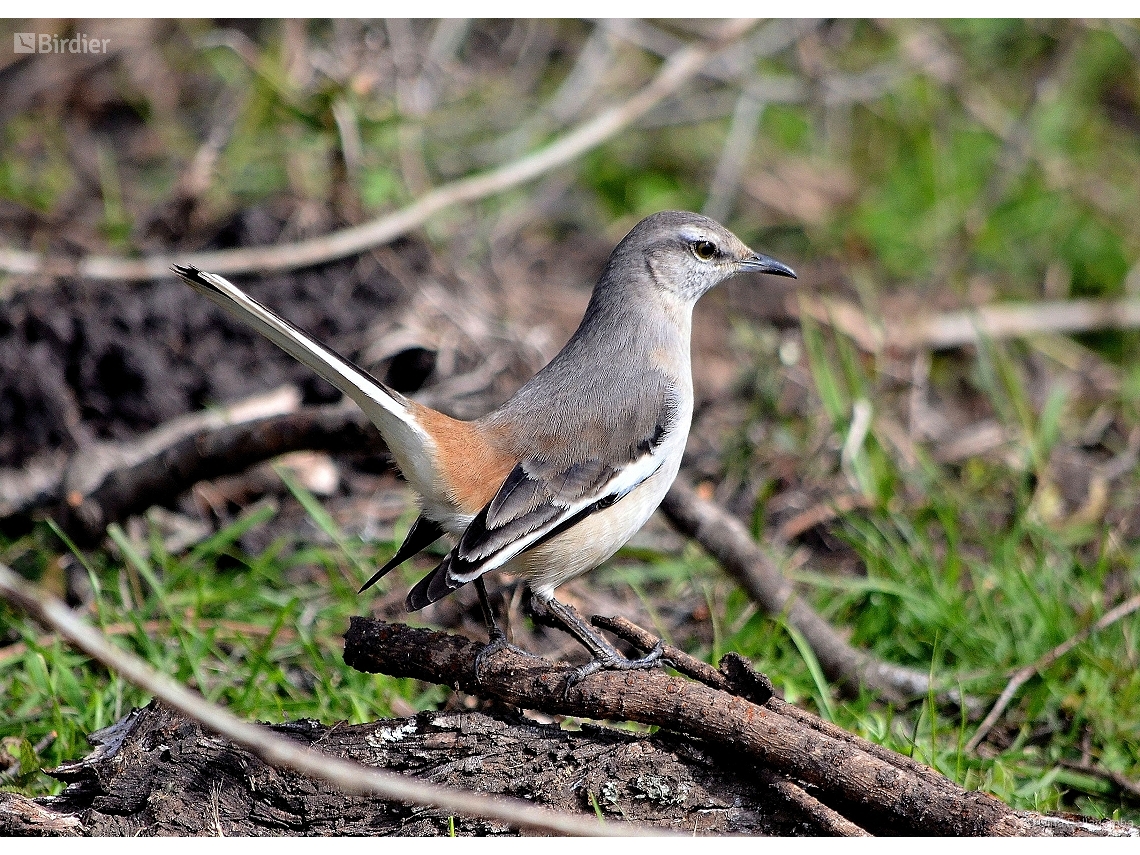 Mimus triurus