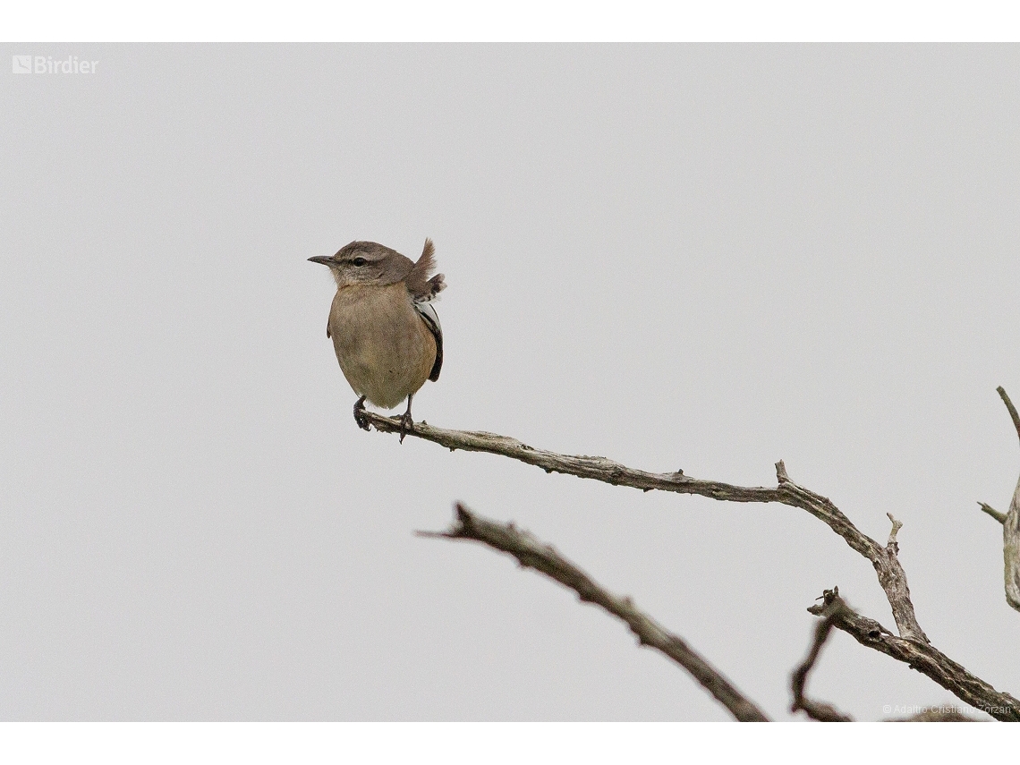 Mimus triurus