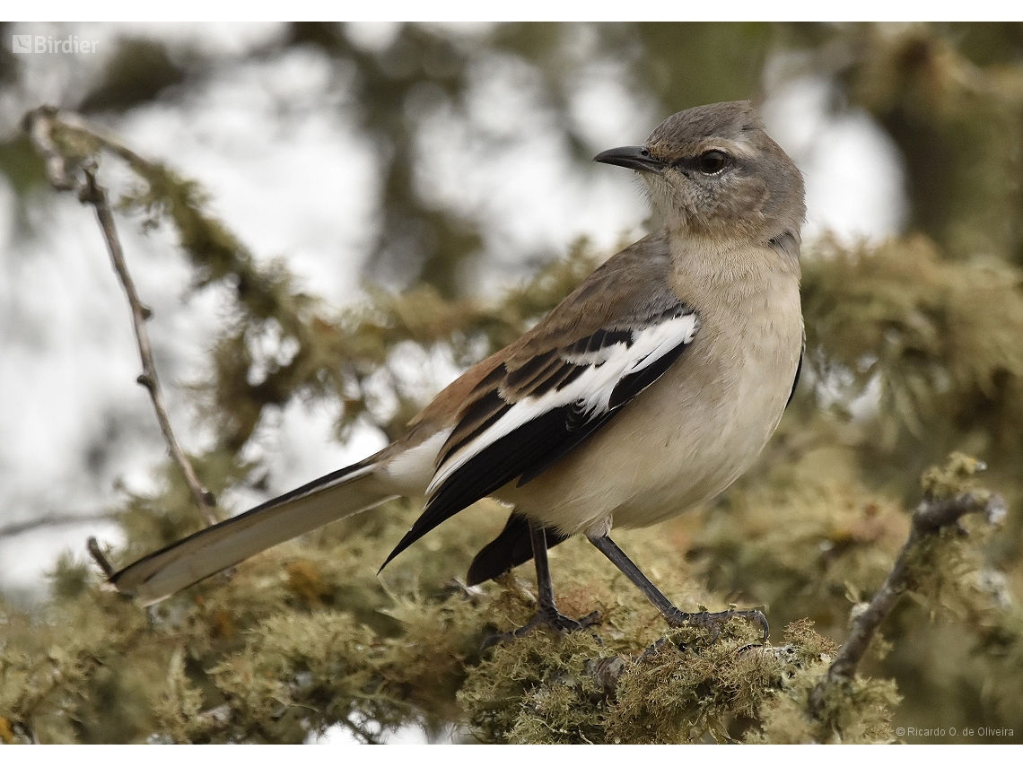Mimus triurus