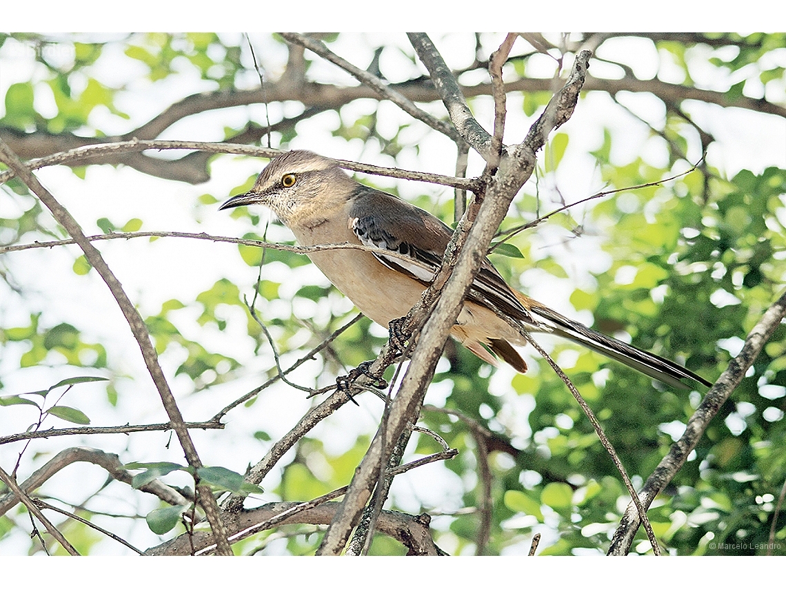 Mimus triurus
