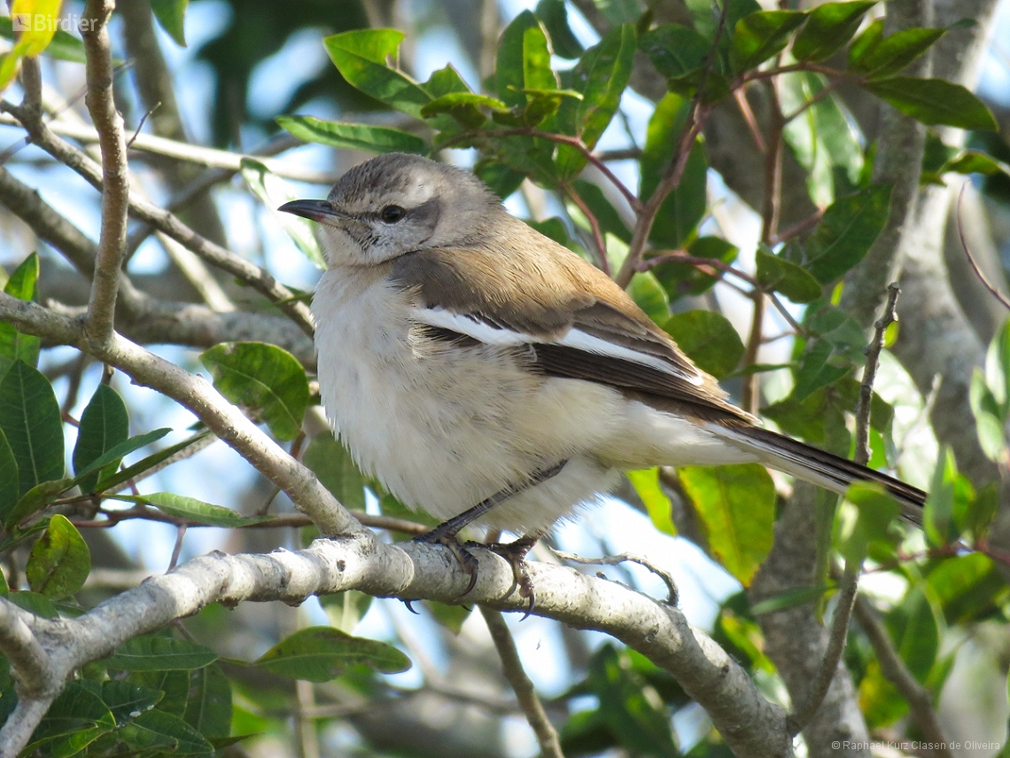 Mimus triurus