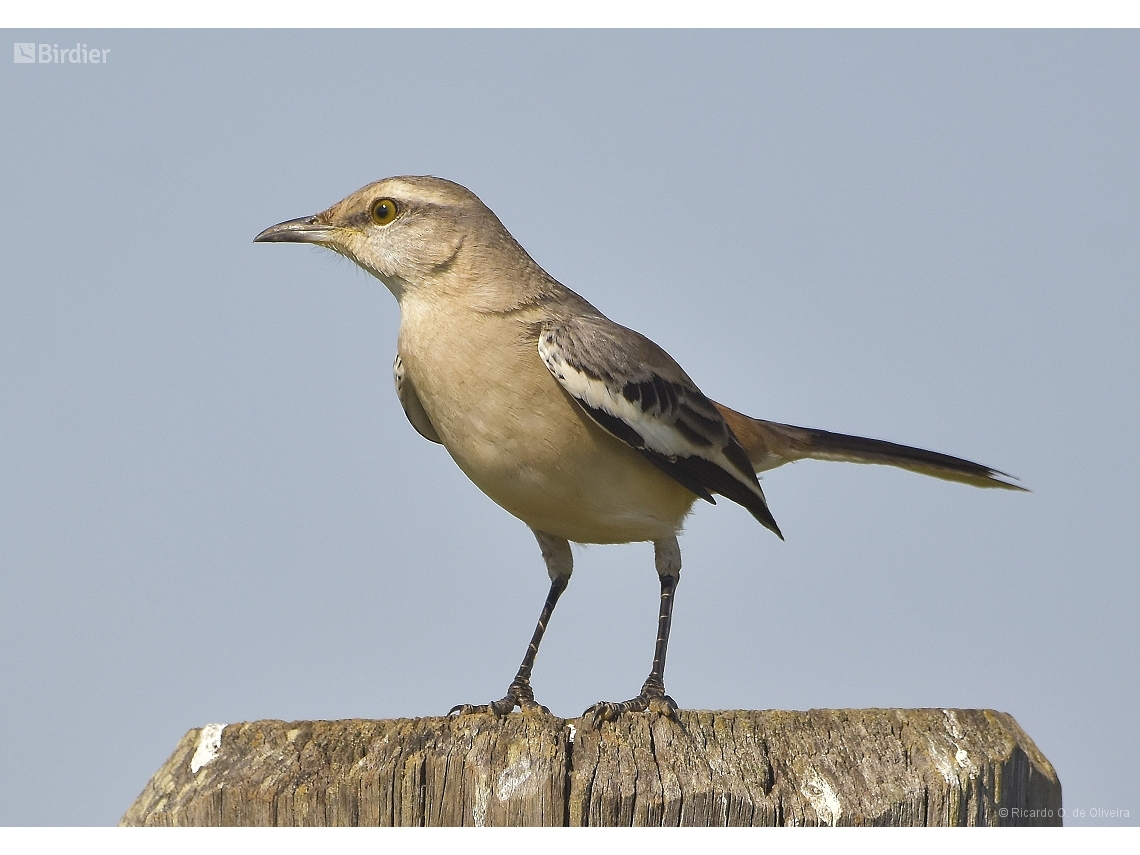 Mimus triurus