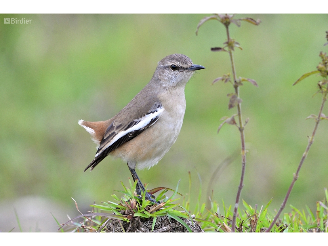 Mimus triurus