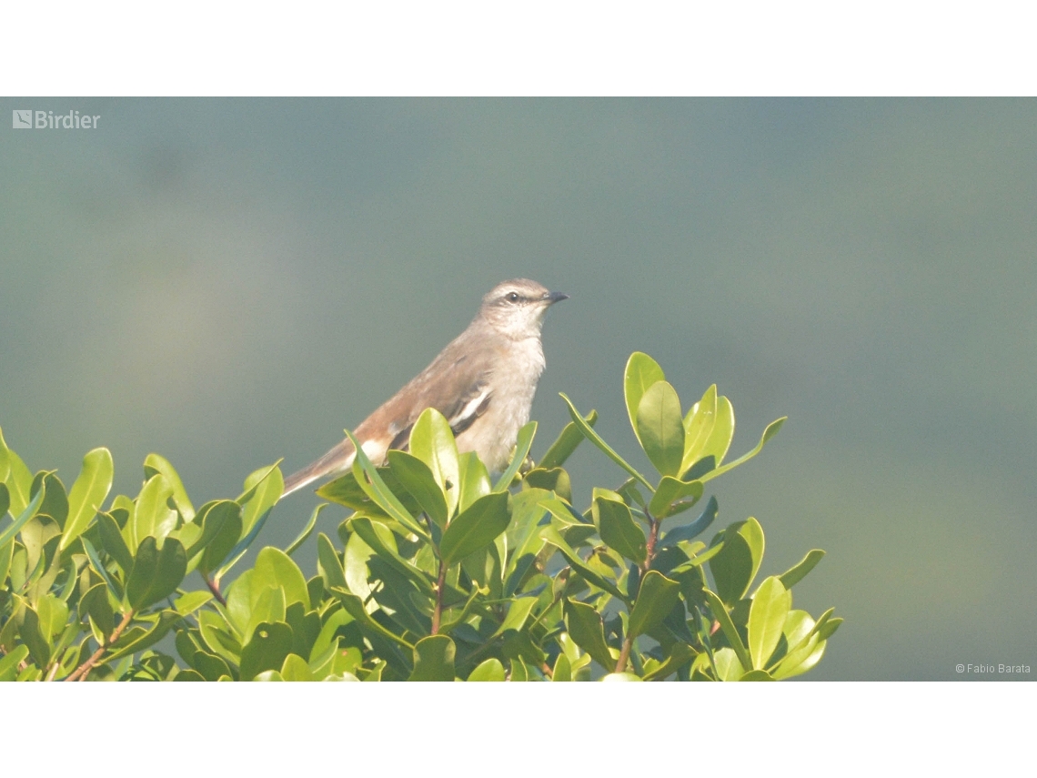 Mimus triurus