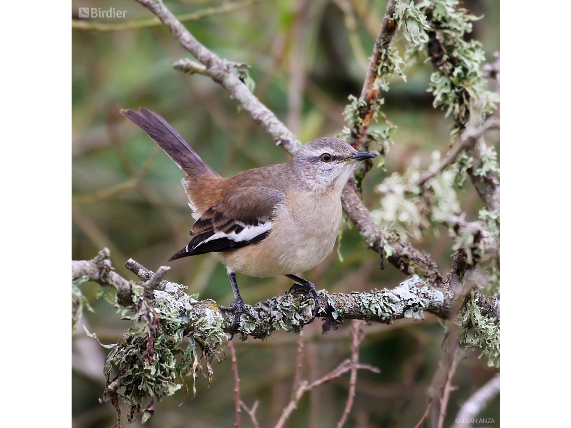 Mimus triurus