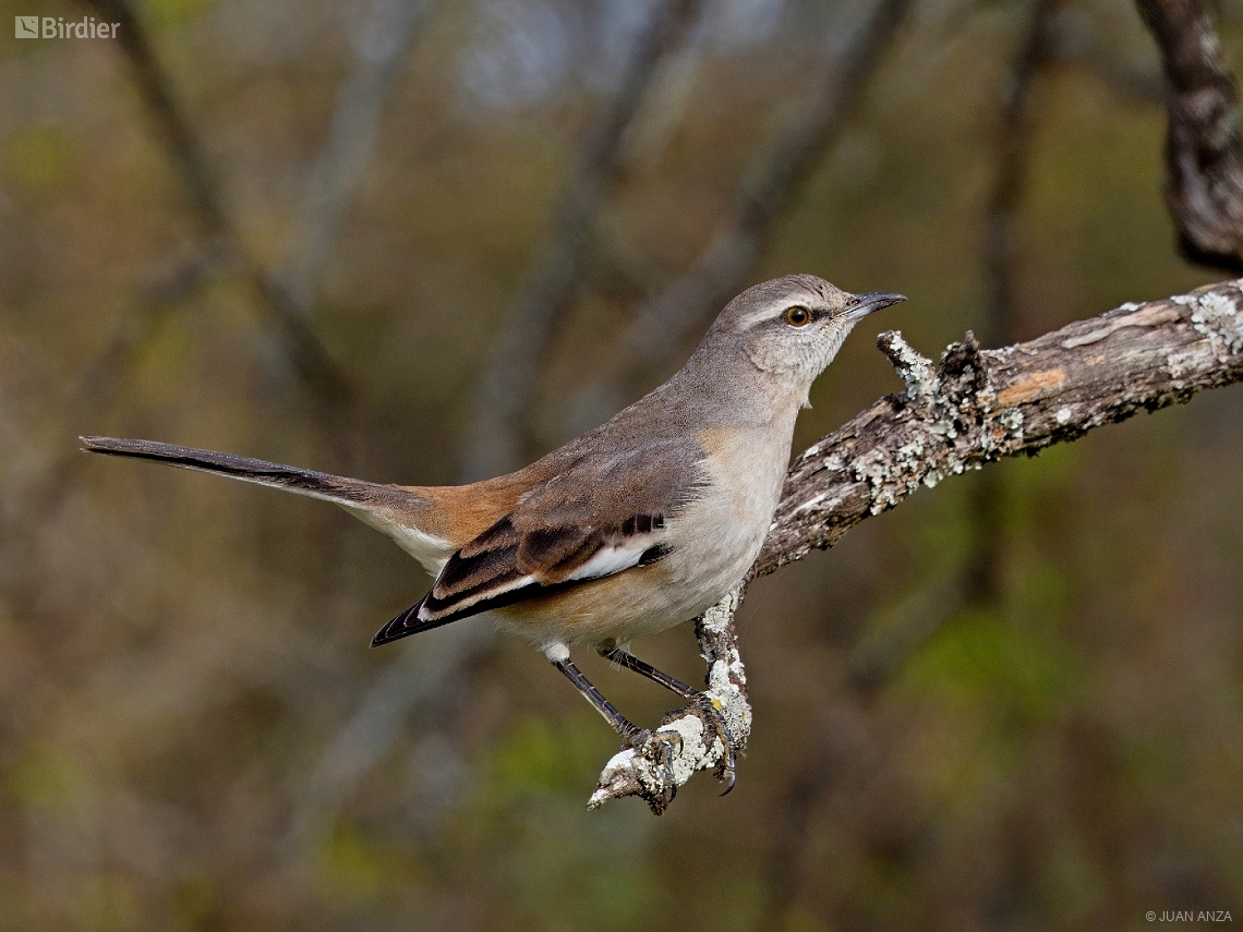 Mimus triurus