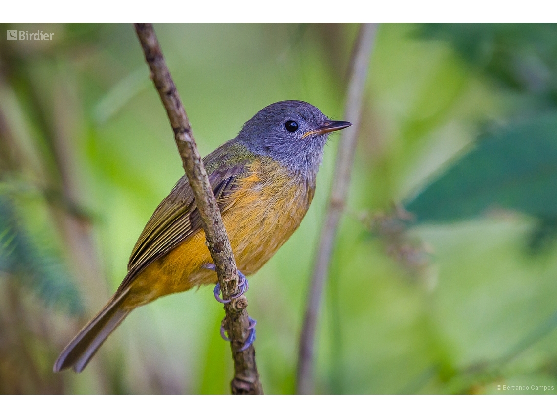 Mionectes rufiventris