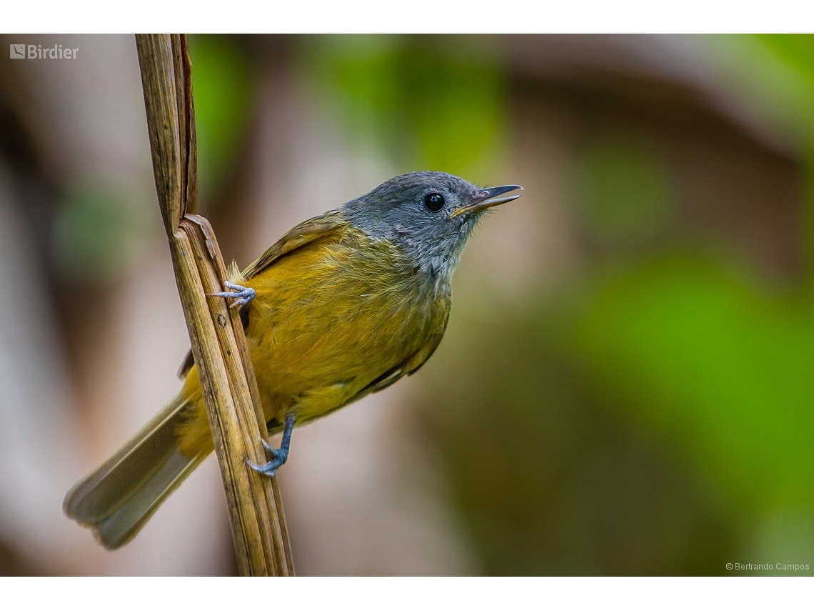 Mionectes rufiventris